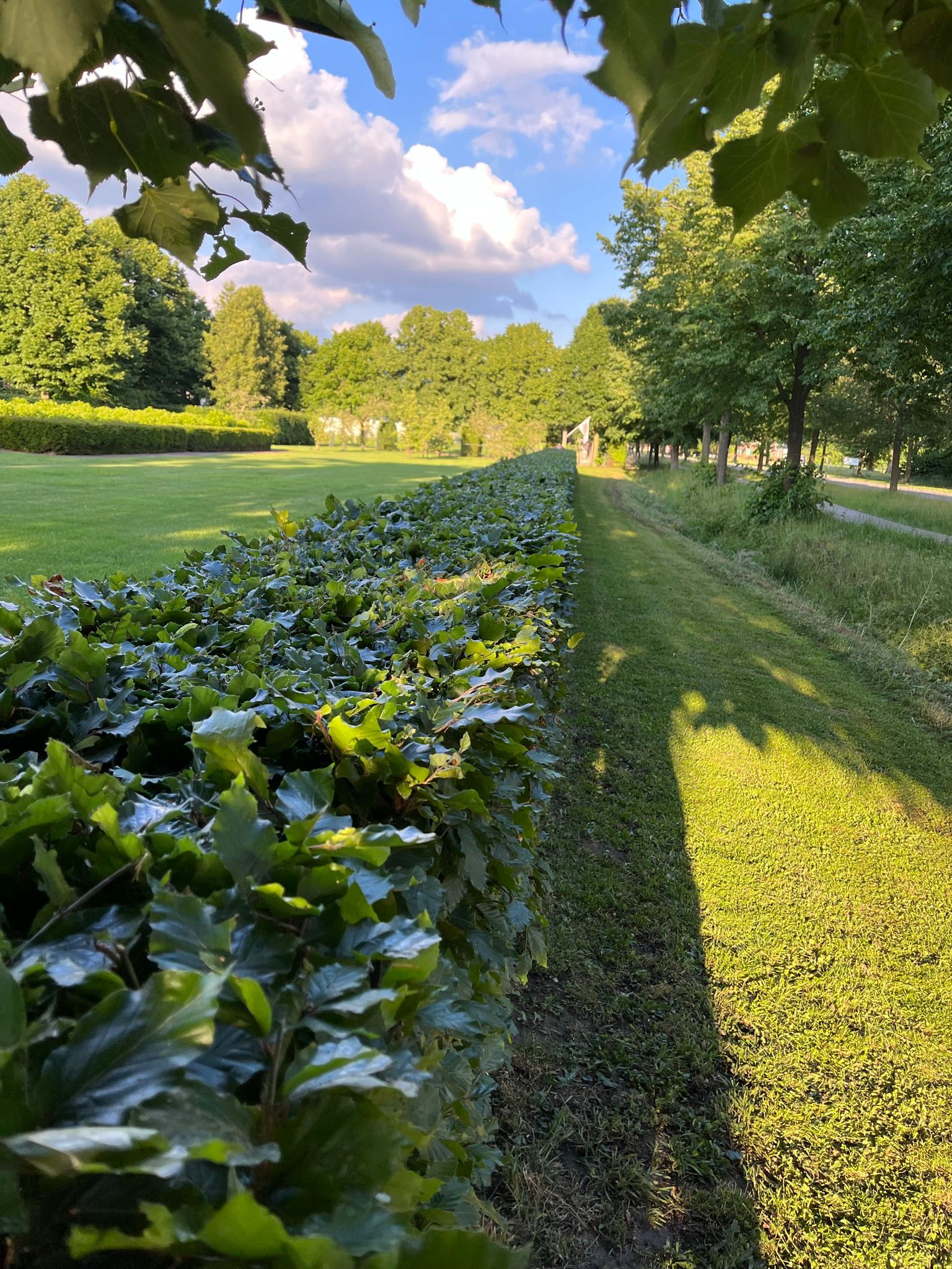 Beukenhaag langs grasveld