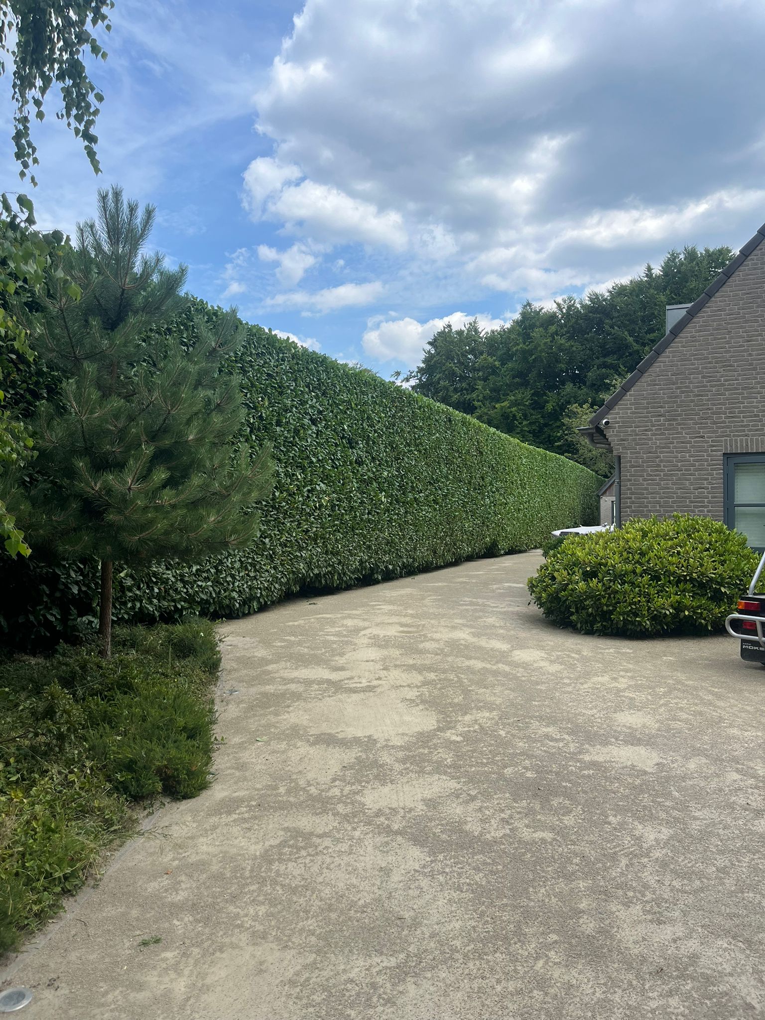Lange laurierhaag langs oprit