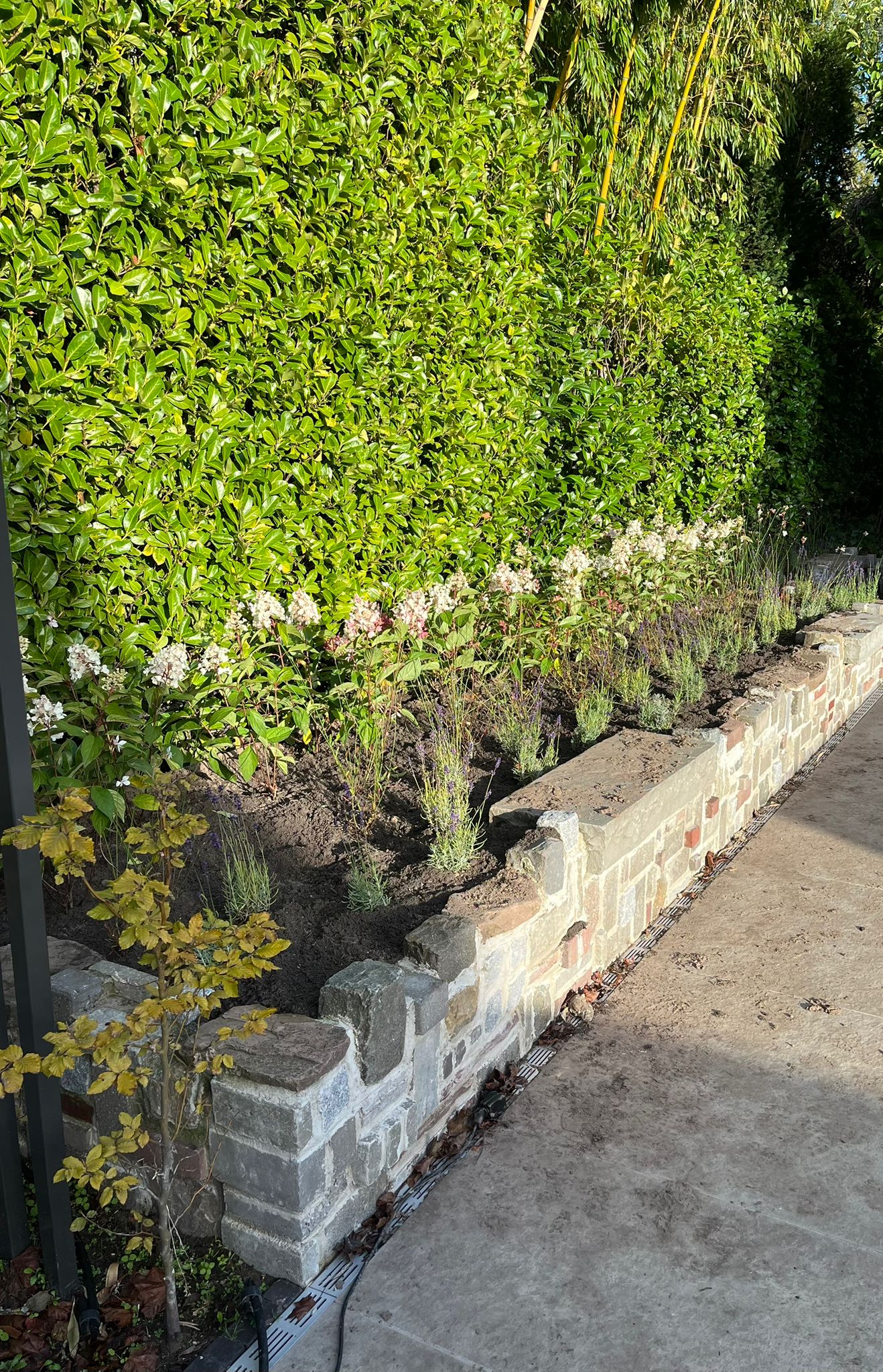 Nieuwe beplanting in tuin