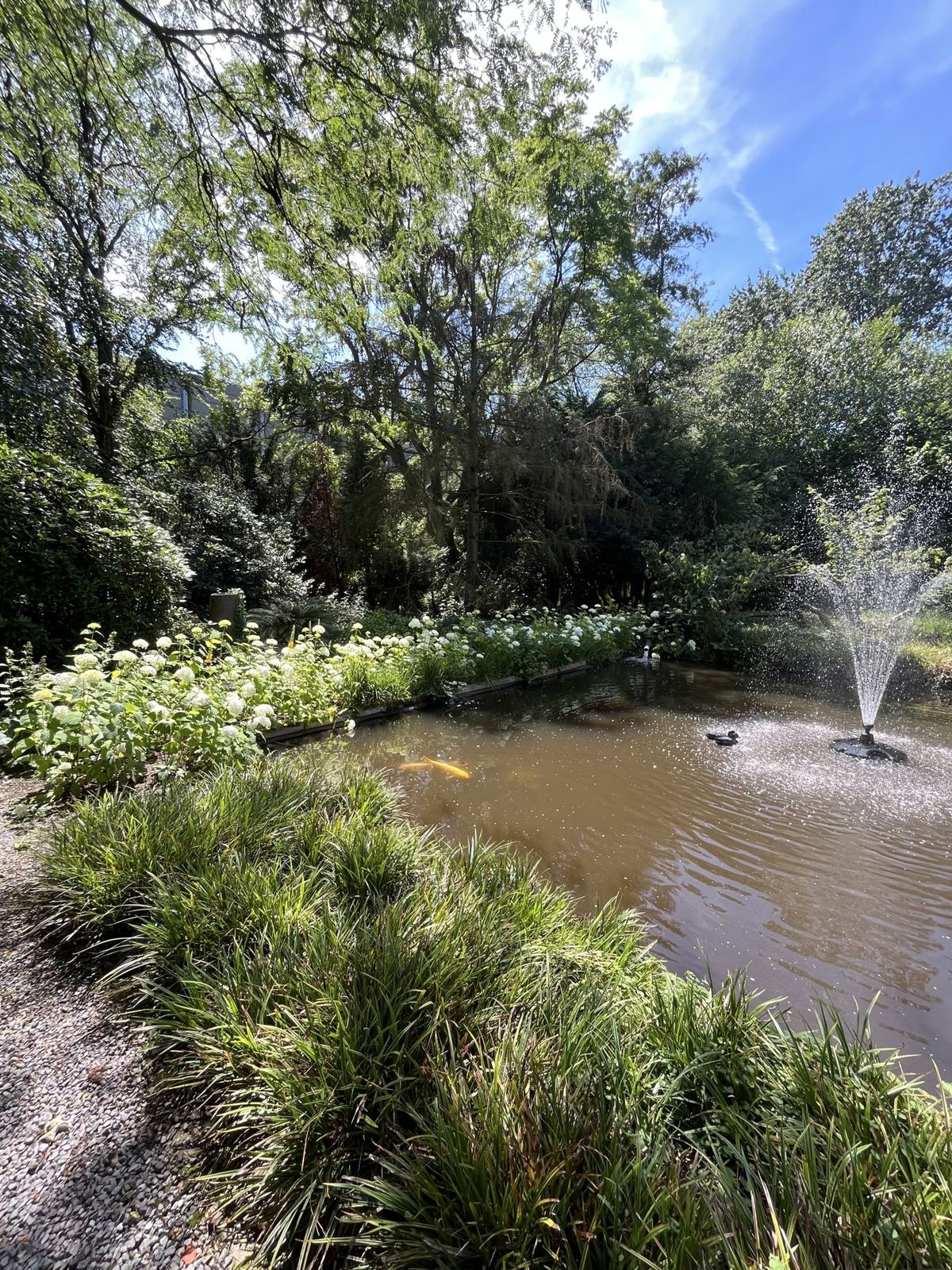 Vijvertuin met siergrassen
