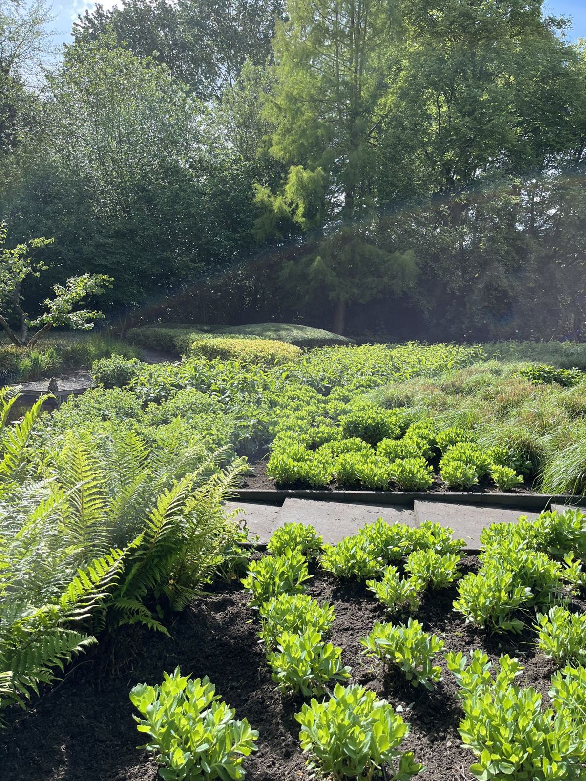 Nieuwe beplanting rond de vijver